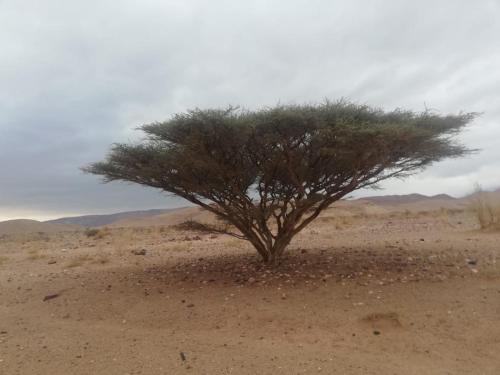 a lone tree in the middle of the desert at Feynan wild camp in Al Khuraybah