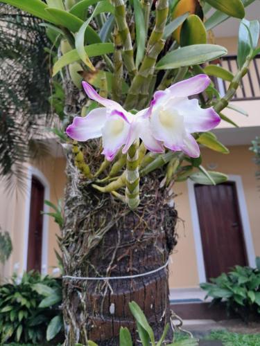 Ein Garten an der Unterkunft Pousada Astro Rei Paraty