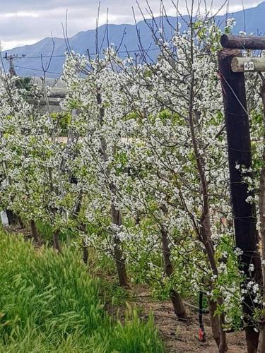 a row of trees with white flowers on them at Ammara Farmstay in Bonnievale