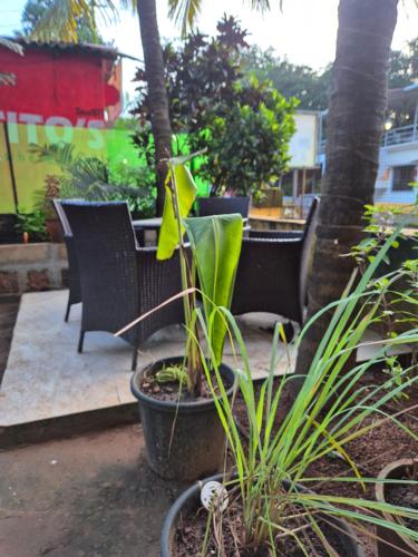 a plant in a pot next to chairs and tables at Joel's River Wood in Pernem