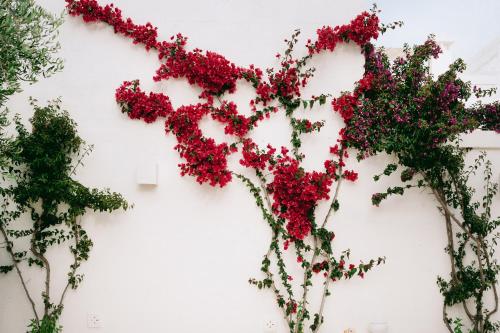 a bunch of red flowers on a white wall at Oltre gli Ulivi in Ostuni