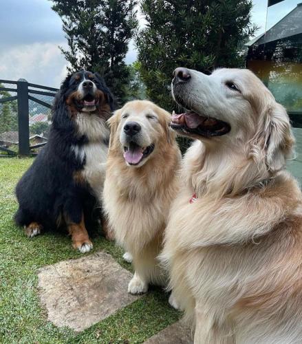 a group of three dogs sitting in the grass at Alma Hotel in Campos do Jordão