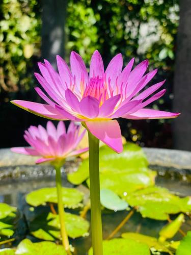 a pink water lily sitting in a pond at Nimal's House in Dickwella