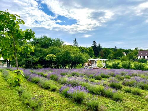a field of lavender with a house in the background at Bohemian ECO lodge in Kisapáti