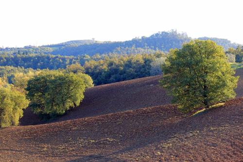 an open field with two trees on a hill at Agriturismo Santa Maria in Torrita di Siena
