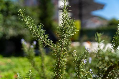a close up of a plant with flowers at Villa Lastva in Tivat
