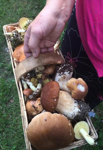 a person holding a basket full of mushrooms at Domek Leśny Cud koło Supraśla - Cisza i Spokój in Studzianki