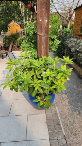 a blue pot of plants sitting on a sidewalk at Donabate 5BD Home 10 min to Airport in Donabate