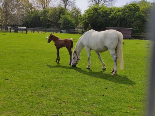 a white horse and a brown horse grazing in a field at Donabate 5BD Home 10 min to Airport in Donabate