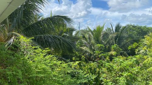 a group of palm trees and bushes in a forest at Ocean View with Pool, 4 bedroom Vila Near Key West in Cudjoe Key