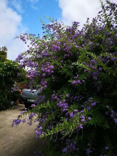 a bush filled with purple flowers next to a truck at Cozy tiny home in Ulladulla in Ulladulla