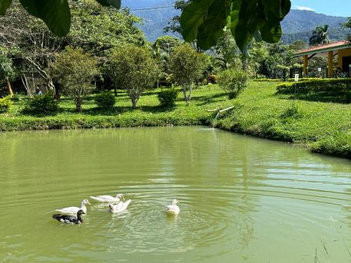 a group of ducks swimming in a pond at El Ensueño Ecohostal & Glamping in Mocoa
