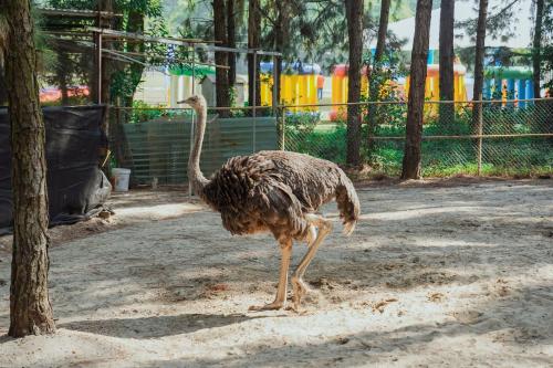 an ostrich walking in the dirt in a zoo at Flamingo Resort Dai Lai in Ngọc Quang