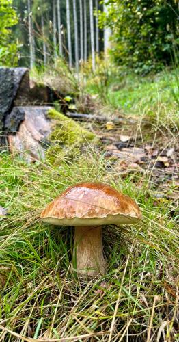 a mushroom sitting in the grass in a field at Apartmán Pec 322 in Pec pod Sněžkou