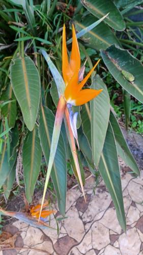 a yellow flower on a plant with green leaves at Chez Pack et Ibu in Petite Île
