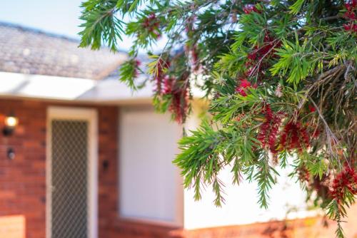 a close up of a christmas tree in front of a house at Sasta Nambucca in Nambucca Heads