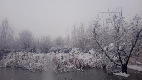 a group of trees covered in snow next to a pond at Island homestay in dal lake in Srinagar