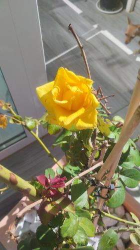a yellow rose on a plant in a pot at Dimora Forgione B&B - Pietrelcina in Pietrelcina