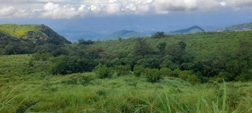 Blick auf einen grasbewachsenen Hügel mit Bergen im Hintergrund in der Unterkunft Hill garden homestay,Vagamon in Vagamon