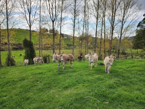 a herd of cows walking in a field at Avon Cabin by Tiny Away in Huiroa
