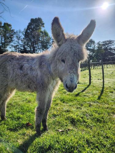 a baby donkey standing in a field of grass at Stone Cabin by Tiny Away in Huiroa