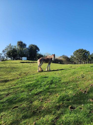 a horse standing in a field of grass at Henge Cabin by Tiny Away in Huiroa