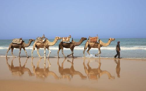 a man walking a group of camels on the beach at Kasbah d'Eau in Sidi Kaouki