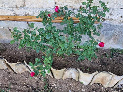 Κήπος έξω από το Ta' Marie Bed and Breakfast