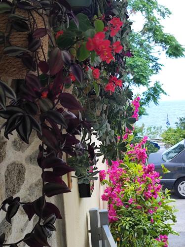 a bunch of flowers on the side of a building at Margarita's House 2 in Kavála