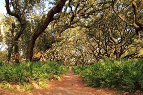 a path through a forest with trees and plants at Mariners Getaway in Saint Simon Mills