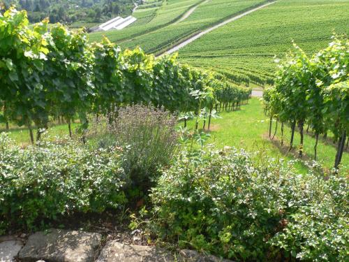 a vineyard with trees and flowers in a field at Hotel Adler Asperg in Asperg