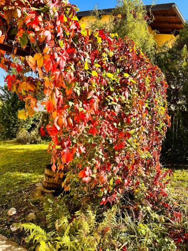 a bush full of flowers in a yard at Apartment Miramare in Neunkirchen