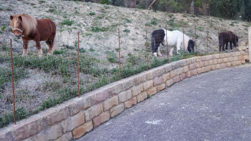 a horse and a white horse standing next to a fence at B&B da Pietro in Calascibetta
