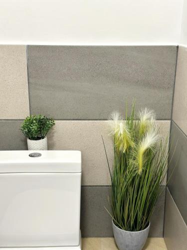two potted plants sitting on top of a toilet at The Rosemary Stay in Hull