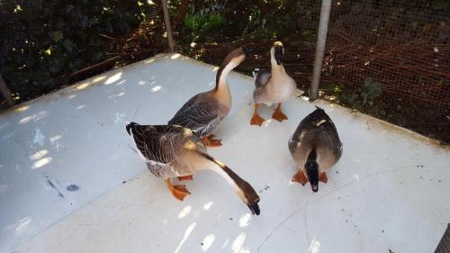 a group of ducks standing on top of a ledge at B&B da Pietro in Calascibetta