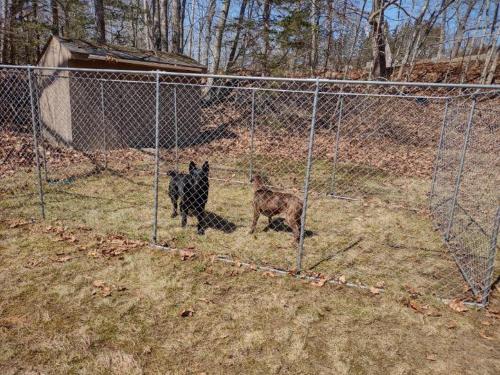 two dogs running behind a chain link fence at Mariner's Reach in Sullivan