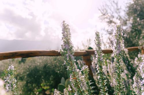 a field of purple flowers next to a wooden fence at Massaria Donna Oliva in Buccino