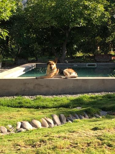 a dog laying in a pool of water at Entre Paltos y Cerros in Paine