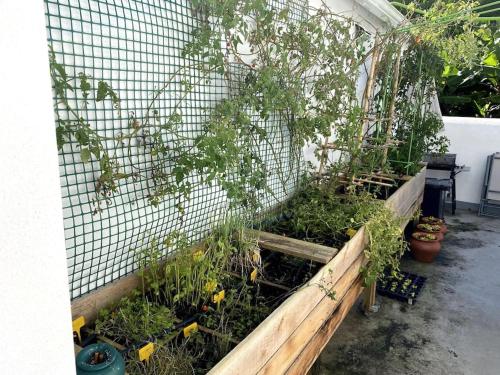 a greenhouse filled with lots of plants at Uma horta na Horta in Horta