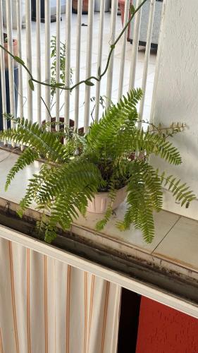 a green plant in a pot on a porch at Casa Lumen in Núcleo Bandeirante