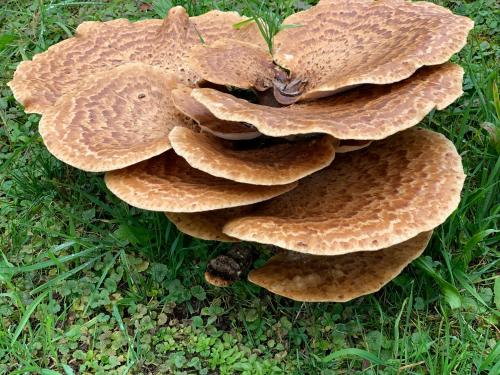 a group of mushrooms sitting on the grass at Appartement Kammblick in Gröbming
