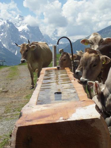 a group of cows standing around a water trough at Altogold Swiss Holidays At Manor Farm 5* in Interlaken