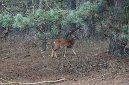 Animales en el apartamento o alrededores