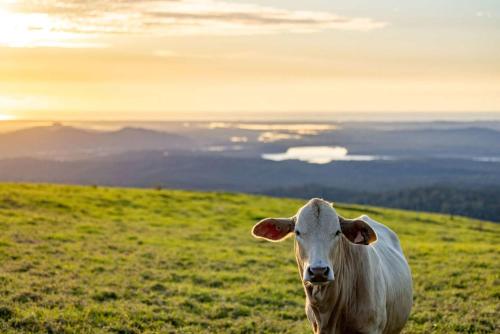 a cow standing on top of a grassy hill at Petrichor Estate - 360 Views Pool & Spa in Bald Knob