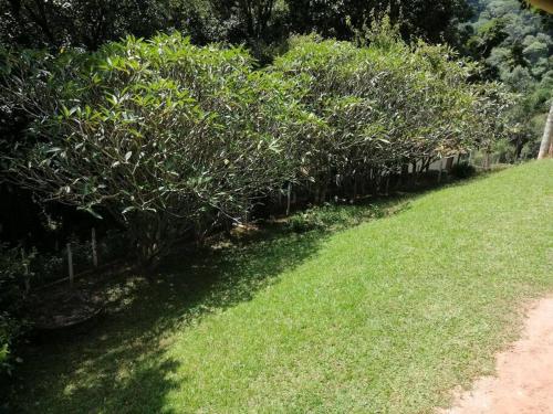 a row of trees in a yard with grass at Chácara dos Sonhos em Mairiporã in Mairiporã