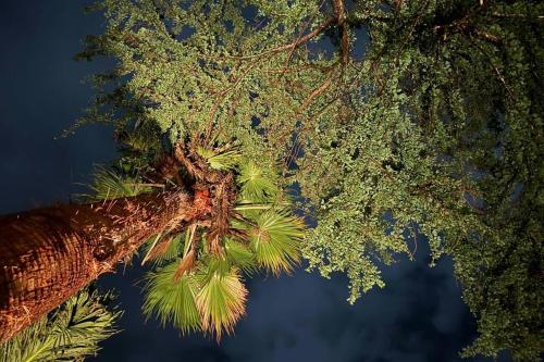 a close up of the top of a palm tree at Casa Ohana Morelos in Tlayacapan