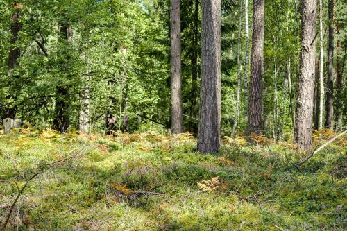 a forest with trees and green grass and trees at Meldai in Pabradė