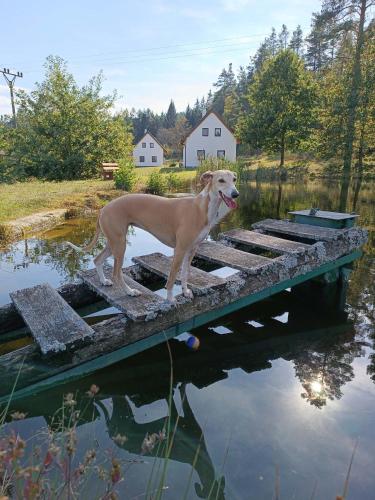 Klidná lokalita Na kraji lesa, celý dům s úschovnu kol