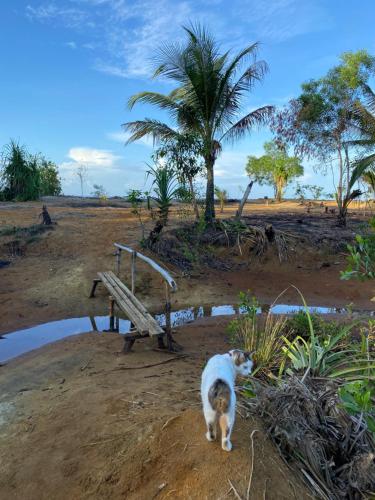 a cat walking next to a bench in a field at Tree House in Mahuyabhuyab