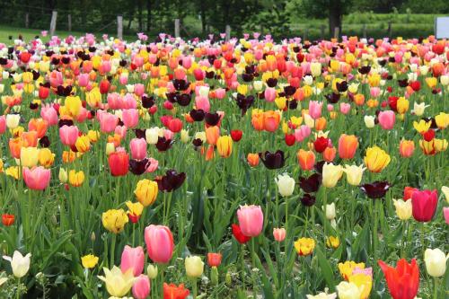 a field of colorful flowers in a field at Bauernhof Sesterhenn in Leichlingen
